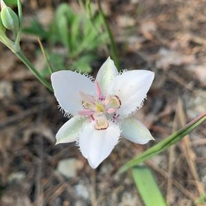 Meet your Posher, Hazel